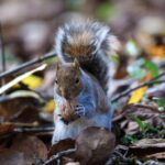 Free stock photo of squirrel