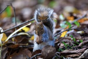 Free stock photo of squirrel