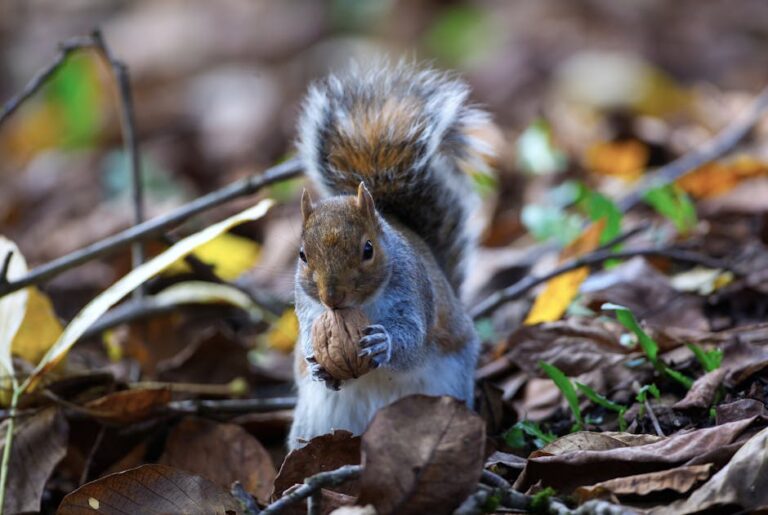 Free stock photo of squirrel