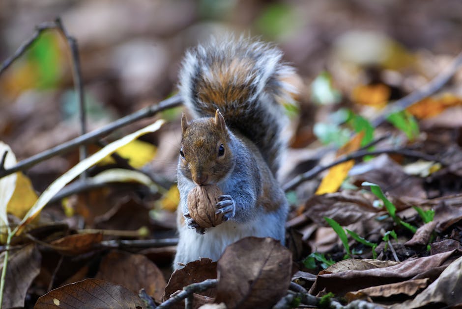 Free stock photo of squirrel