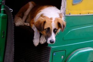 Free stock photo of auto, dog, tuk tuk